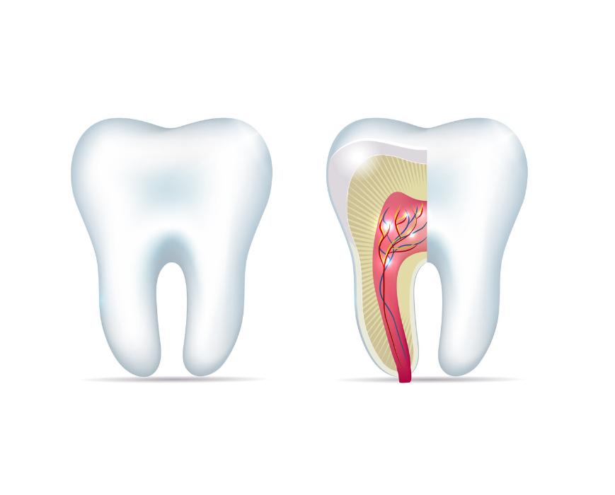 root system of tooth